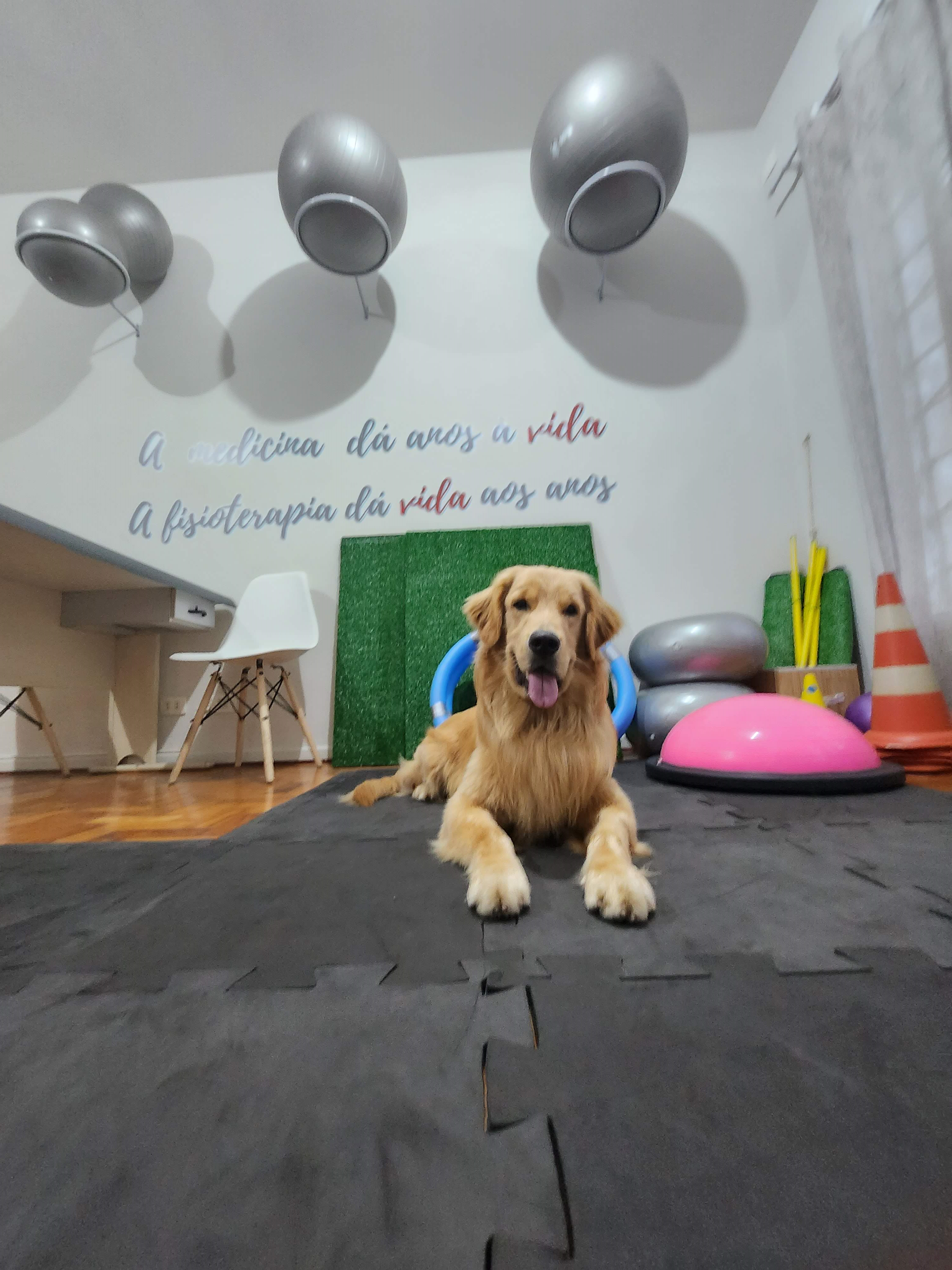 Clínica de fisioterapia para cachorro