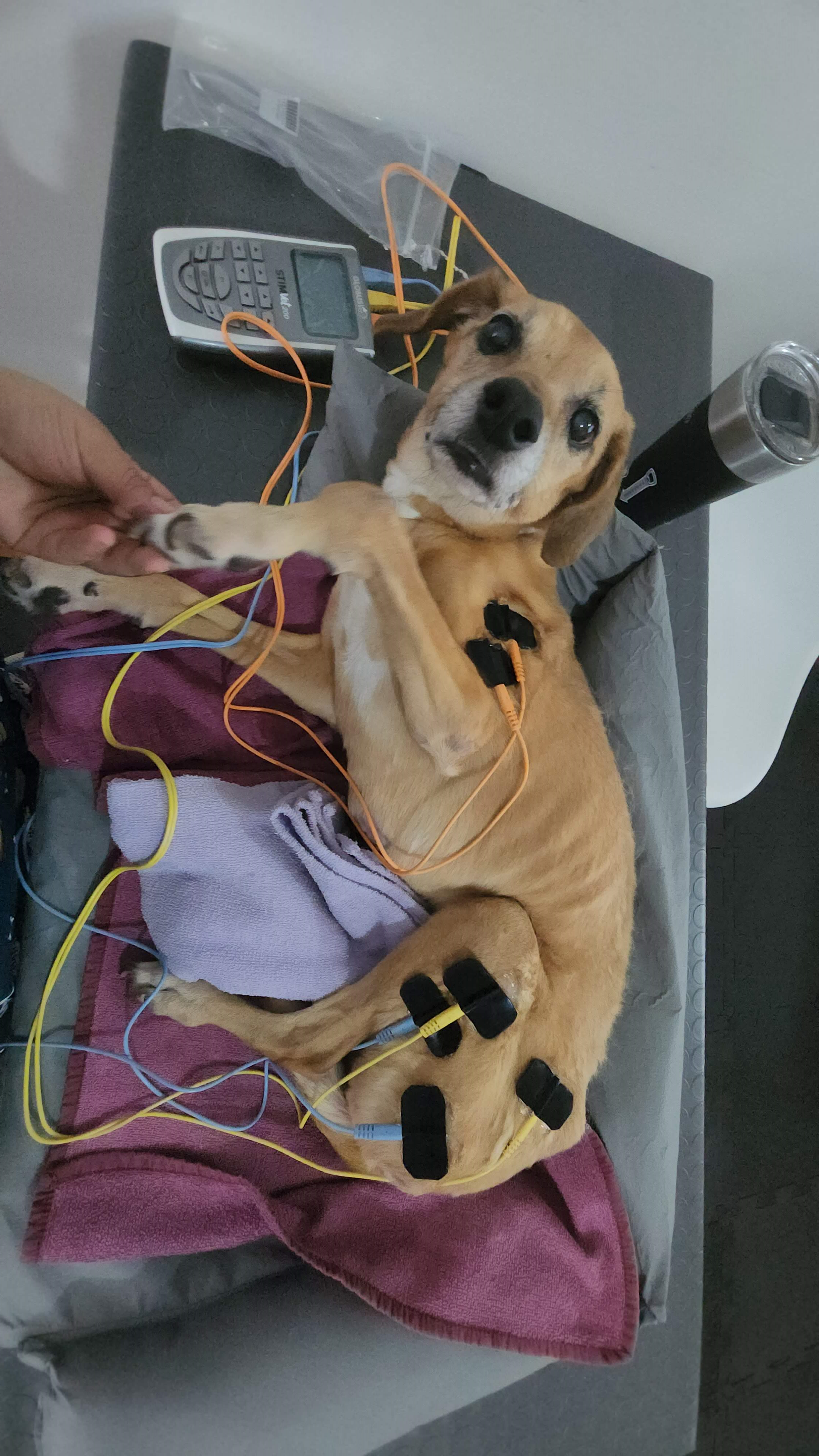 Fisioterapia em animais