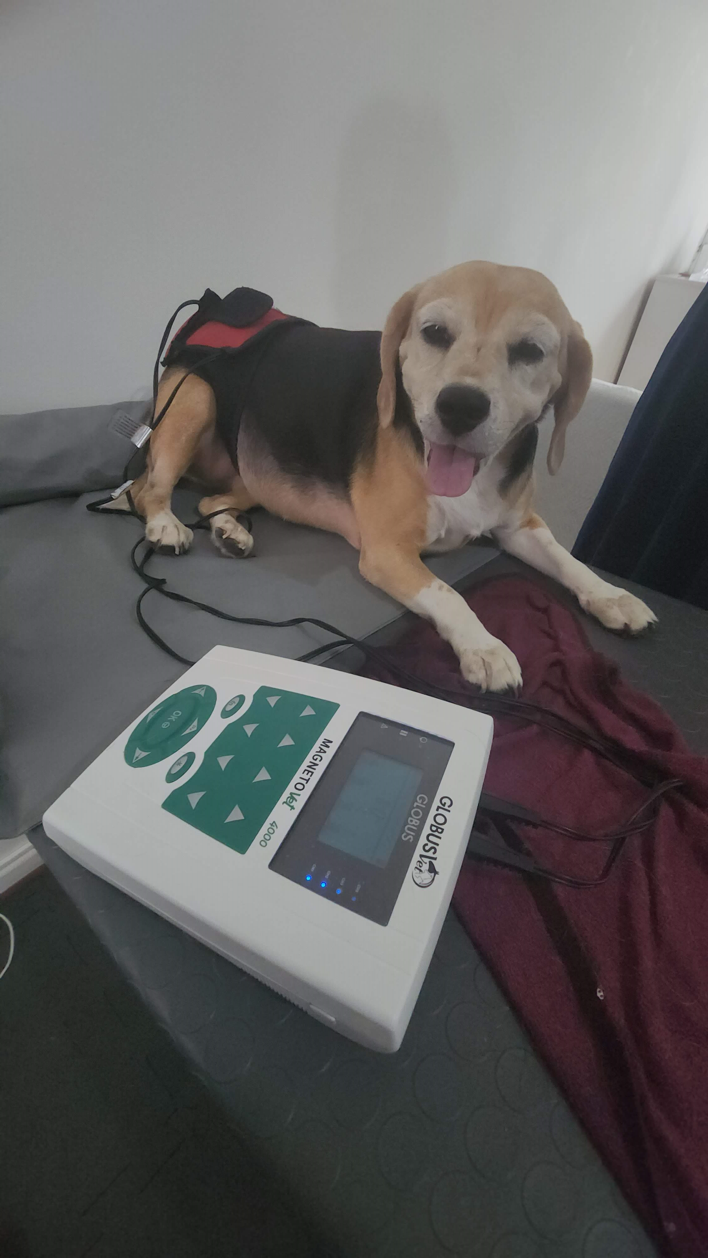 Fisioterapia para cão em São Paulo