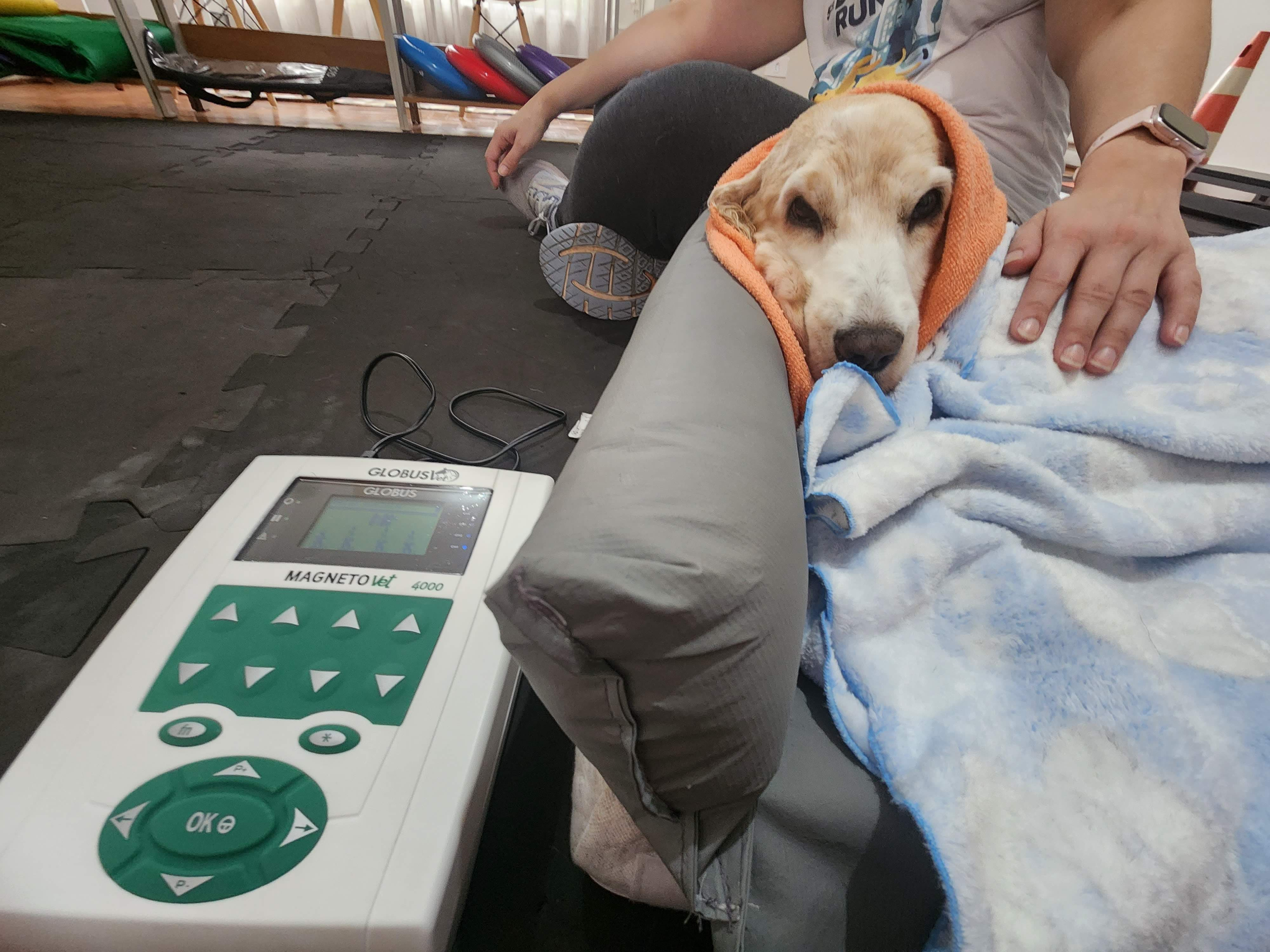 Fisioterapia pós-operatória para cães em Perdizes