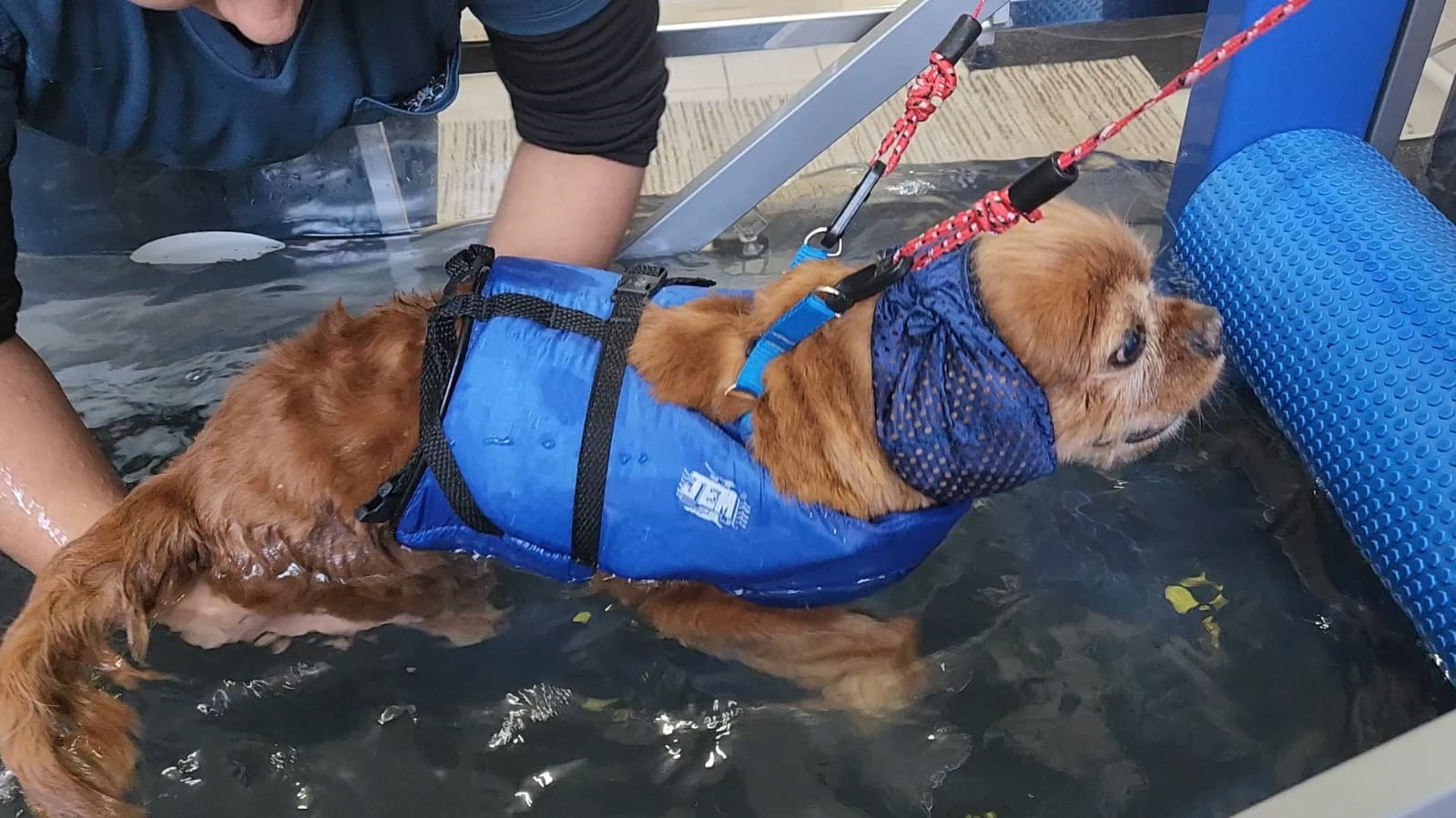 Hidroterapia para cachorro