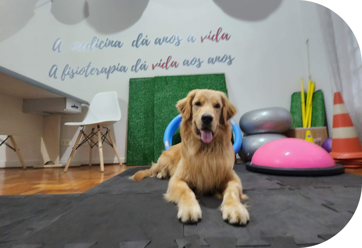 Um cachorro em pé, esticando-se para alcançar um objeto fora de seu alcance.